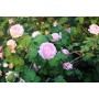 Rosa 'Bouquet Parfait'