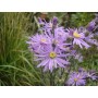 Aster amellus 'Sonora'