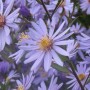 Aster cord. 'Blue Heaven'
