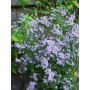 Aster cord. 'Ideal'