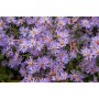 Aster cord. 'Little Carlow'