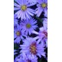 Aster dum. 'Lady in Blue'