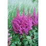 Astilbe 'Vision In Red'