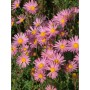 Chrysanthemum 'Clara Curtis'