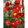 Chrysanthemum 'Duchess Of Edinburgh'