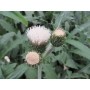 Cirsium riv. 'Frosted Magic'
