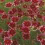 Coreopsis vert. 'Ruby Red'