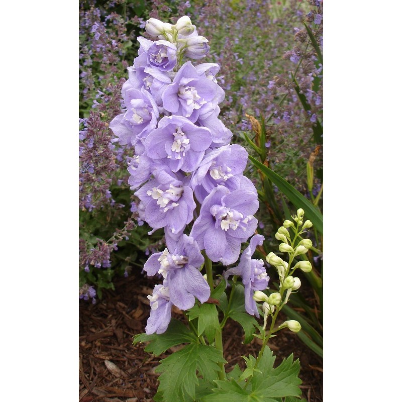 Buy Delphinium Guinevere 