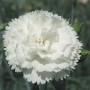 Dianthus 'Haytor White'
