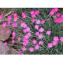 Dianthus grat. 'Pink Jewel'