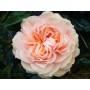 Rosa 'Garden Of Roses'