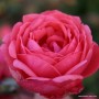 Rosa 'Gartenprinzessin Marie-José'