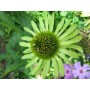 Echinacea purp. 'Green Jewel'