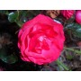 Rosa 'Gärtnerfreude'