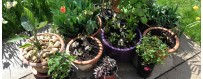 Patio plants